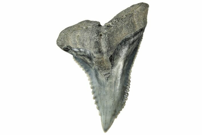 Large Snaggletooth Shark (Hemipristis) Tooth - South Carolina #313595